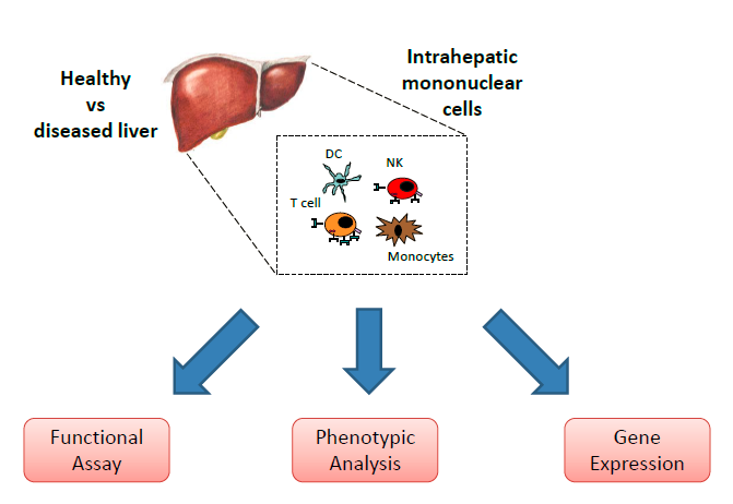 Research - Liver Immune Microenvironment